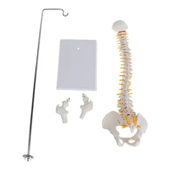 45cm Flexible Humanos Espinal de la Columna Vertebral se Curva Lumbar Anatómico Modelo de la Anatomía de la Columna vertebral Médicos Herramienta de Enseñanza